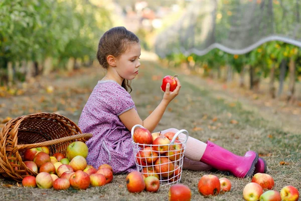 Porträtt av liten skolflicka i färgglada kläder och gummistövlar med röda äpplen i ekologisk fruktträdgård. Bedårande glad glad frisk baby barn plocka färska mogna frukter från träd och ha kul. — Stockfoto