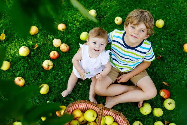 两个孩子在秋初在农场摘苹果。小宝贝女孩和男孩在苹果园树玩。孩子们在一个篮子里去摘水果。在收获的时候吃水果的兄弟姐妹。健康营养.. — 图库照片