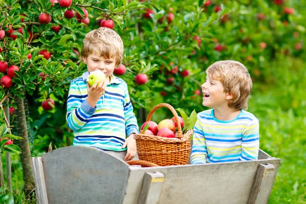 Dwóch uroczych chłopców zbierających i jedzących czerwone jabłka na farmie ekologicznej, jesienią na świeżym powietrzu. Śmieszne małe dzieci w wieku przedszkolnym, rodzeństwo, bliźniaki i najlepsi przyjaciele bawiący się z pomaganiem w zbiorach — Zdjęcie stockowe