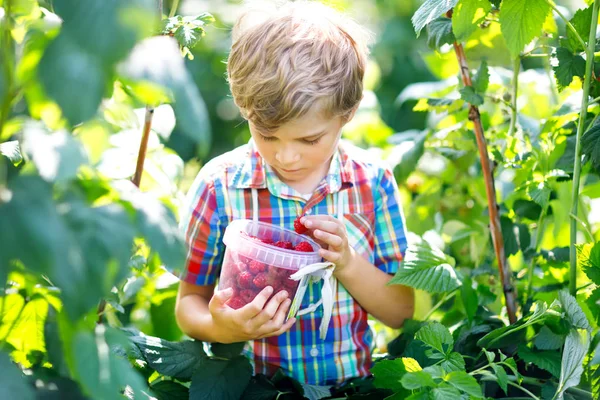 Lindo niño recogiendo bayas frescas en el campo de frambuesa. Los niños recogen alimentos saludables en la granja orgánica. El niño pequeño juega al aire libre en el huerto de frutas. Jardinería preescolar. Familia divirtiéndose verano. —  Fotos de Stock