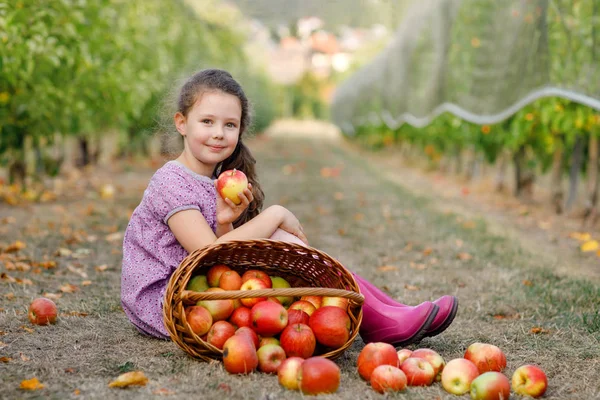 Portrait de petite écolière en vêtements colorés et bottes en gomme de caoutchouc aux pommes rouges dans un verger bio. Adorable bébé heureux et en bonne santé cueillant des fruits frais mûrs dans les arbres et s'amusant. — Photo