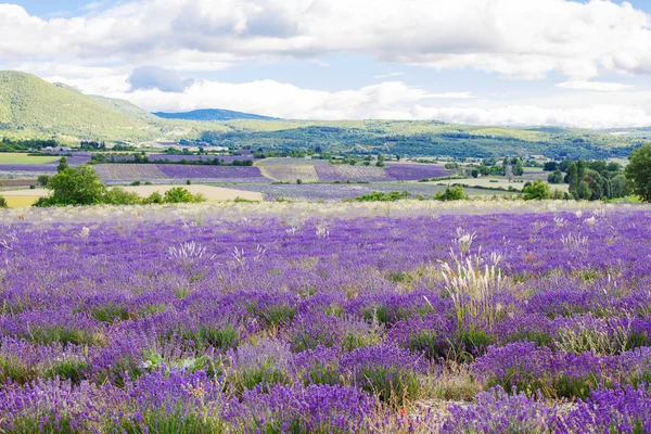 Άνθηση lavender τους τομείς στην Προβηγκία, Γαλλία. Σε ηλιόλουστη μέρα του καλοκαιριού — Φωτογραφία Αρχείου