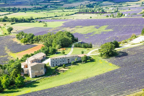 Campos de lavanda florescentes em Provence, França. No dia ensolarado de verão — Fotografia de Stock
