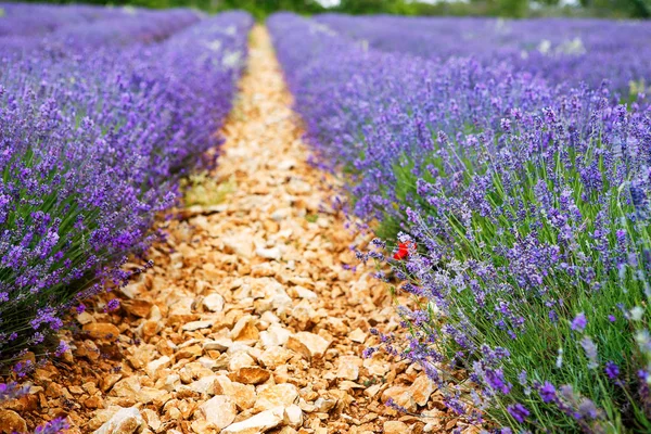 Campos de lavanda florescentes em Provence, França. No dia ensolarado de verão — Fotografia de Stock