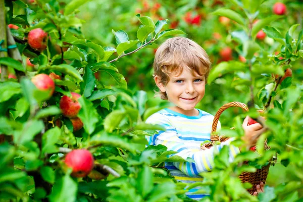 Actief gelukkig blond kind jongen plukken en eten rode appels op biologische boerderij, herfst buiten. Grappig klein kleuter die plezier heeft met helpen en oogsten. — Stockfoto