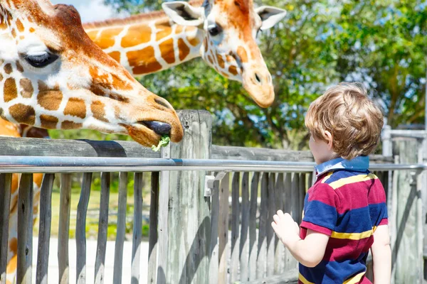 Little kid boy watching and feeding giraffe in zoo. Happy child having fun with animals safari park on warm summer day — Stock Photo, Image