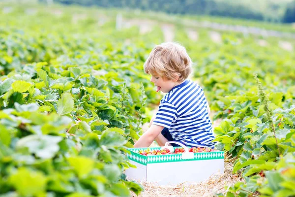 Šťastný rozkošný chlapeček, který sbírá a jí jahody na bio farmě v létě, za teplého slunečného dne. Vtipné dítě se baví pomáháním. Jahodové pole, zralé červené bobule — Stock fotografie
