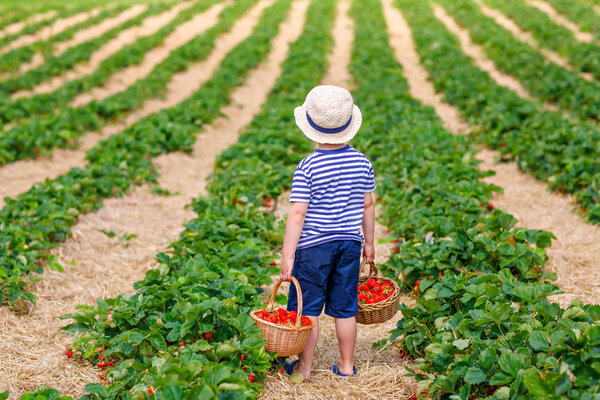Happy adorable little kid boy picking and eating strawberries on organic berry bio farm in summer, on warm sunny day. Funny child having fun with helping. Strawberry plantation field, ripe red berries