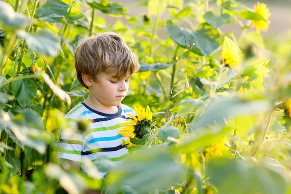 Adorable little blond kid boy on summer sunflower field outdoors. Cute preschool child having fun on warm summer evening at sunset. Kids and nature — Stock Photo, Image