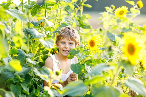 Adorable little blond kid boy on summer sunflower field outdoors. Cute preschool child having fun on warm summer evening at sunset. Kids and nature — Stock Photo, Image