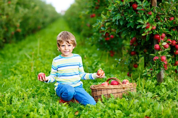 Active happy blond kid boy picking and eating red apples on organic farm, autumn outdoors. Funny little preschool child having fun with helping and harvesting. — Stock Photo, Image