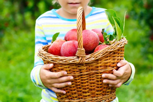 Close-up of basket holding by kid boy picking and eating red apples on organic farm, autumn outdoors. Funny little preschool child having fun with helping and harvesting. — Stock Photo, Image