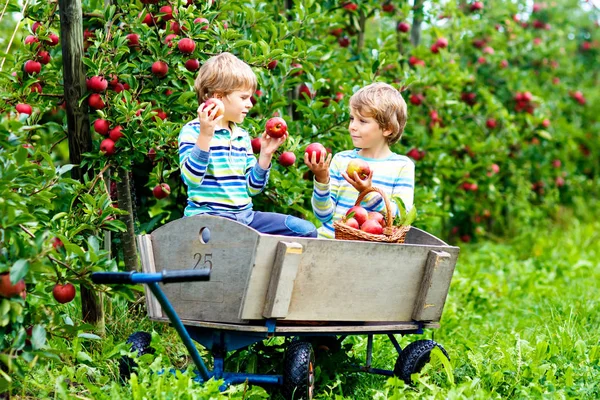 Zwei entzückende, fröhliche kleine Jungen, die rote Äpfel pflücken und essen auf dem Biobauernhof, Herbst im Freien. Lustige kleine Vorschulkinder, Geschwister, Zwillinge und beste Freunde haben Spaß bei der Ernte — Stockfoto