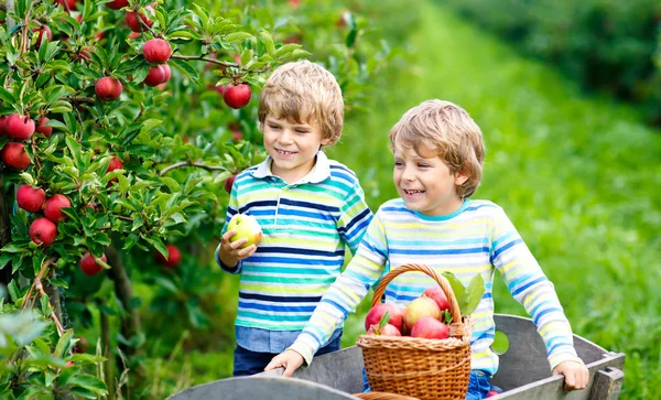 Dois adoráveis meninos pequenos felizes colhendo e comendo maçãs vermelhas na fazenda orgânica, outono ao ar livre. Engraçado crianças pré-escolares, irmãos, gêmeos e melhores amigos se divertindo com a ajuda de colheita — Fotografia de Stock