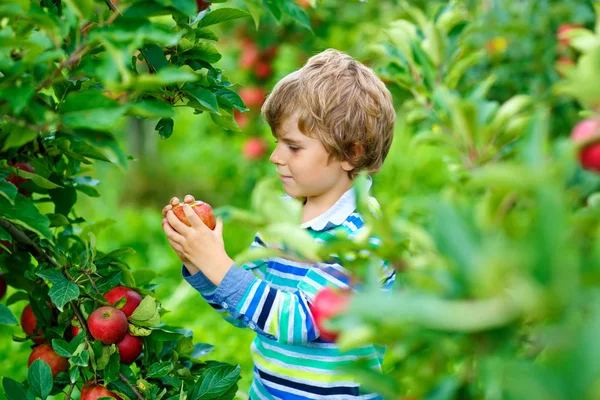 Niño rubio feliz activo recogiendo y comiendo manzanas rojas en la granja orgánica, otoño al aire libre. Divertido niño preescolar divirtiéndose con ayudar y cosechar. — Foto de Stock