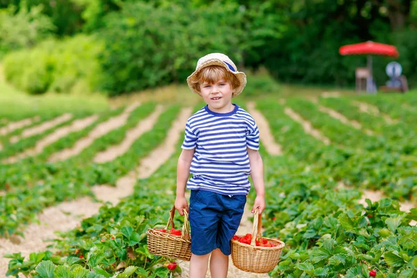 Menino pequeno adorável feliz colhendo e comendo morangos na fazenda biológica de baga orgânica no verão, no dia ensolarado quente. Criança engraçada se divertindo com a ajuda. Campo de plantação de morango, bagas vermelhas. — Fotografia de Stock