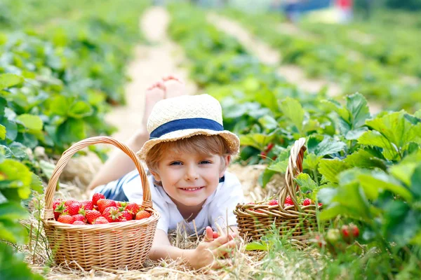 Happy adorable little kid boy picking and eating strawberries on organic berry bio farm in summer, on warm sunny day. Funny child having fun with helping. Strawberry plantation field, red berries. — Stock Photo, Image