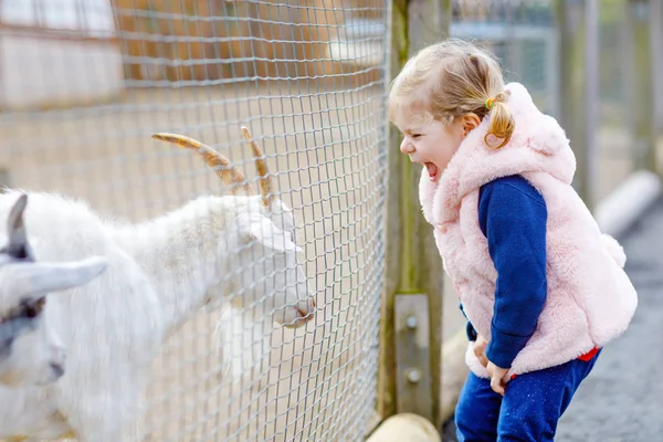 Adorable cute toddler girl feeding little goats and sheeps on a kids farm. Beautiful baby child petting animals in the zoo. Excited and happy girl on family weekend. — Stock Photo, Image