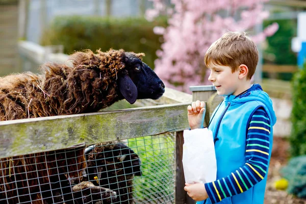 Malý školák krmí malé kozy a ovce na dětské farmě. Krásné šťastné zdravé dítě mazlit zvířata v zoo. Nadšený a šťastný chlapec o rodinném víkendu. — Stock fotografie