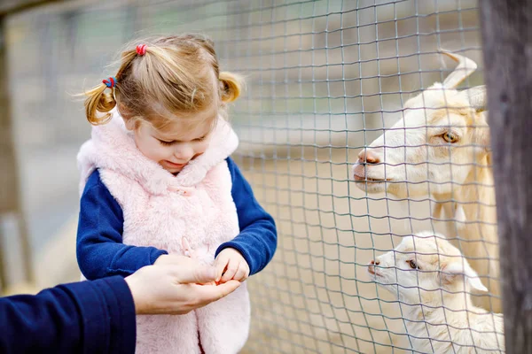Gadis balita manis yang manis memberi makan kambing kecil dan merambat di peternakan anak-anak. Bayi hewan peliharaan yang cantik di kebun binatang. Bersemangat dan bahagia gadis pada akhir pekan keluarga. — Stok Foto