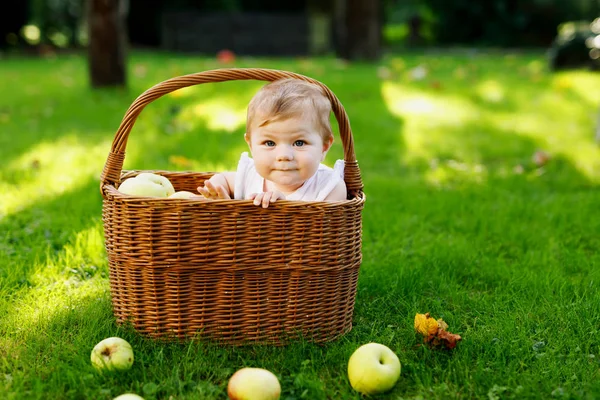 Cute baby girl sitting in basket full with ripe apples on a farm in early autumn. Little baby girl playing in apple tree orchard. Kids pick fruit in a basket. Healthy nutrition — Stock Photo, Image