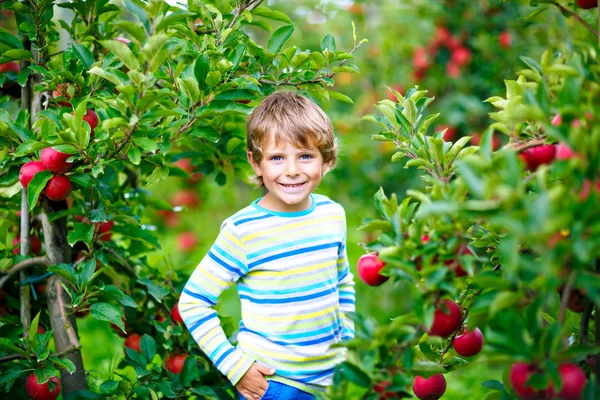 Ragazzo biondo felice attivo che raccoglie e mangia mele rosse nella fattoria biologica, autunno all'aperto — Foto Stock