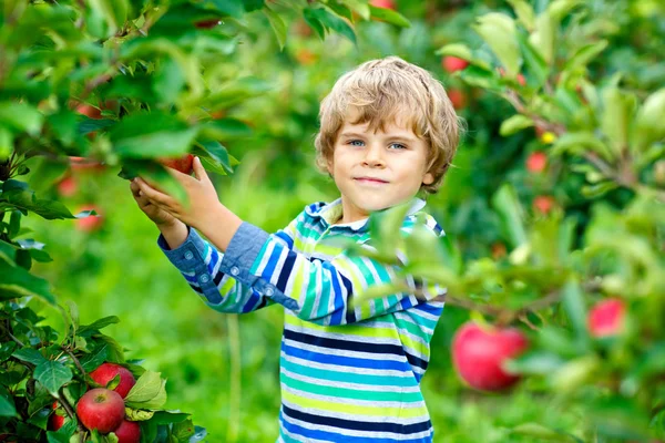 Active happy blond kid boy picking and eating red apples on organic farm, autumn outdoors — Stock Photo, Image