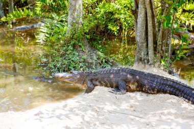 Florida sulak Amerikan timsah. Everglades Ulusal Parkı içinde Usa.