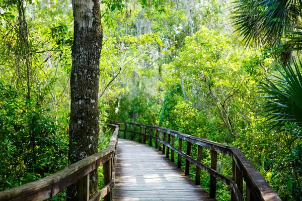 Florida wetland, houten pad trail in Everglades National Park in de Verenigde Staten. — Stockfoto