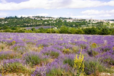 Lavanta alanları yakınında valensole Provence, Fransa.