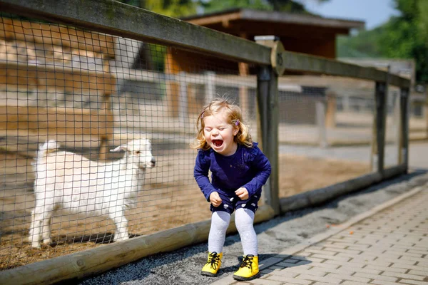 Adorável menina da criança bonito alimentando cabras e ovelhas em uma fazenda de crianças. Bonito bebê criança animais de estimação no zoológico. Garota excitada e feliz no fim de semana de família. — Fotografia de Stock