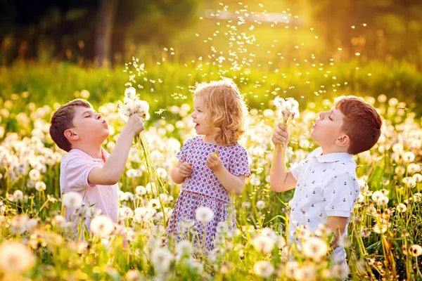 Dos niños y una niña soplando en un diente de león flores en la naturaleza en el verano. Feliz niño sano y los niños de la escuela con bolas de soplo, divertirse. Familia de tres amores, juntos — Foto de Stock