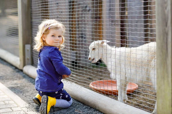 Adorable cute toddler girl feeding little goats and sheeps on a kids farm. Beautiful baby child petting animals in the zoo. Excited and happy girl on family weekend. — Stock Photo, Image