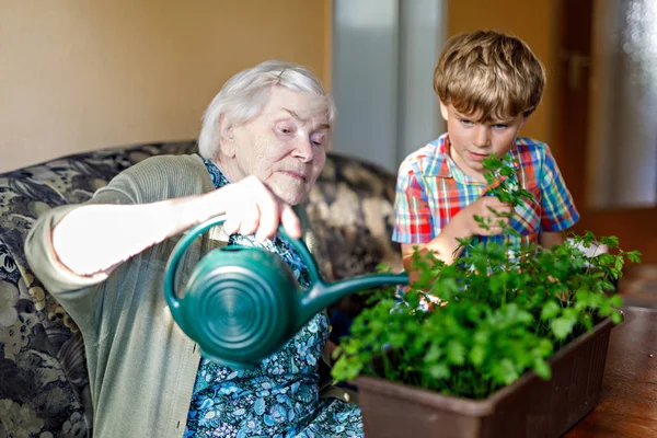 Actieve kleine preschool jongen jongen en grand grootmoeder peterselie planten water te geven met water kunnen thuis — Stockfoto