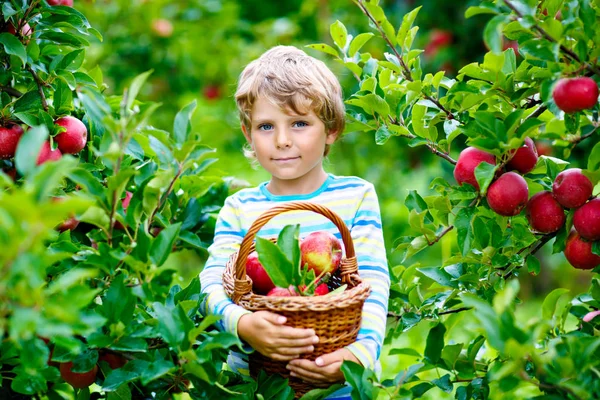 Aktives fröhliches blondes Kind pflückt und isst rote Äpfel auf Biobauernhof, Herbst im Freien — Stockfoto