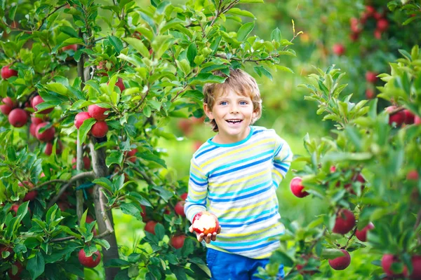 Enfant blond heureux actif ramassant et mangeant des pommes rouges à la ferme biologique, automne à l'extérieur — Photo
