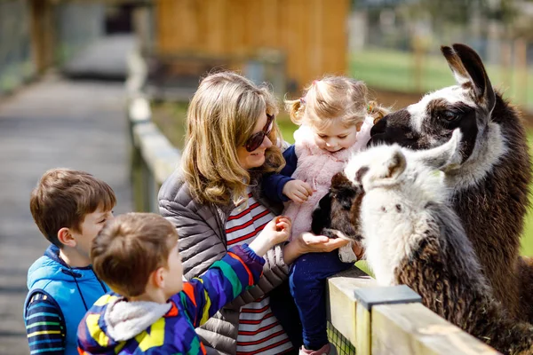 Söt liten flicka, två små skolpojkar och ung mamma som matar lama och alpacka på en barngård. Tre barn klappar djur i djurparken. Kvinna med söner, dotter tillsammans på familje helg — Stockfoto