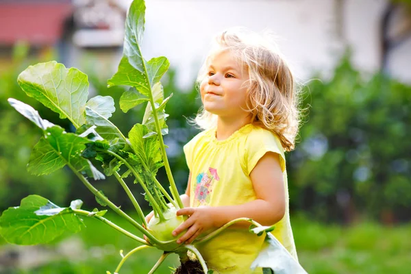 Roztomilé krásné batole dívka s kedlubnem v zeleninové zahradě. Šťastné nádherné dítě baví s první sklizní zdravé zeleniny. Kluk pomáhající rodičům. Léto, zahradničení, sklizeň — Stock fotografie