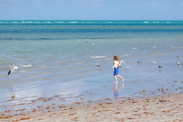 Aktif küçük çocuk Miami sahilinde eğleniyor, Key Biscayne. Sıcak ve güneşli bir günde okyanus kenarında koşan mutlu şirin çocuk. Yüzme pantolonlu sağlıklı bir çocuk martı kuşu avlıyor.