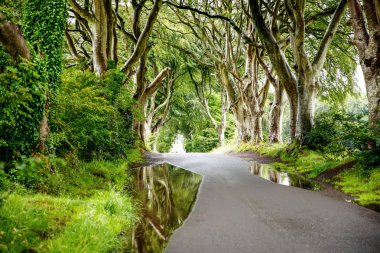Bulutlu bir günde Kuzey İrlanda 'nın Antrim ilçesindeki muhteşem Karanlık Çitler. Bregagh Yolu boyunca Armoy ve Stranocum arasında kayın ağaçlarından oluşan bir cadde. Turistler olmadan boş yol