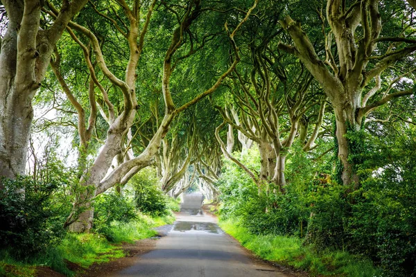 Spectaculaire Dark Hedges dans le comté d'Antrim, en Irlande du Nord, par temps nuageux et brumeux. Avenue de hêtres le long de Bregagh Road entre Armoy et Stranocum. Route vide sans touristes — Photo