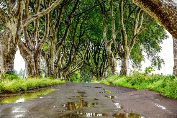 Spectaculaire Dark Hedges dans le comté d'Antrim, en Irlande du Nord, par temps nuageux et brumeux. Avenue de hêtres le long de Bregagh Road entre Armoy et Stranocum. Route vide sans touristes — Photo