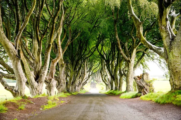 Spectaculaire Dark Hedges dans le comté d'Antrim, en Irlande du Nord, par temps nuageux et brumeux. Avenue de hêtres le long de Bregagh Road entre Armoy et Stranocum. Route vide sans touristes — Photo