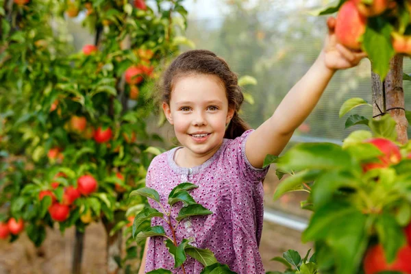 Porträtt av liten skolflicka i färgglada kläder och gummistövlar med röda äpplen i ekologisk fruktträdgård. Bedårande glad glad frisk baby barn plocka färska mogna frukter från träd och ha kul. — Stockfoto