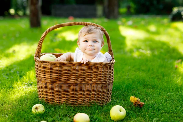 Menina bonito sentado em cesta cheia de maçãs maduras em uma fazenda no início do outono. Pequena menina brincando no pomar da macieira. As crianças colhem fruta num cesto. Nutrição saudável — Fotografia de Stock