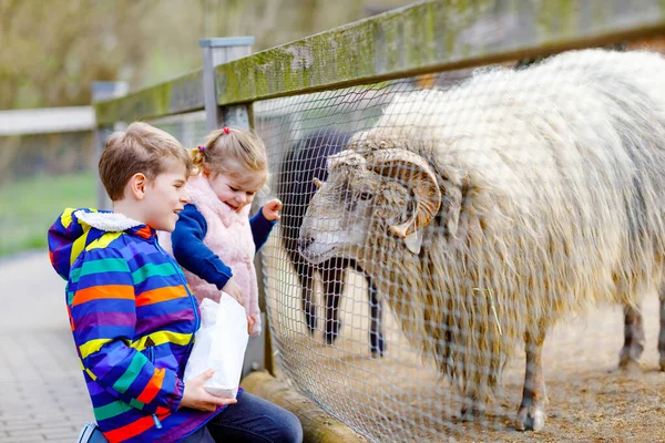 Duas crianças bonito menina da criança e menino da escola alimentando cabras pequenas e ovelhas em uma fazenda de crianças. Feliz irmãos saudáveis irmão e irmã animais de estimação no zoológico. Emocionante fim de semana familiar . — Fotografia de Stock