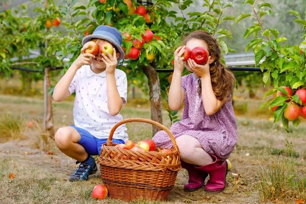 Retrato de niña y niño con manzanas rojas en huerto orgánico. Felices hermanos, hijos, hermanos y hermanas recogiendo frutas maduras de los árboles y divirtiéndose. Temporada de cosecha para la familia. — Foto de Stock