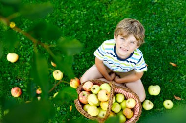 Küçük çocuk sonbaharda çiftlikte kırmızı elma topluyor.