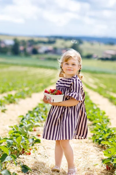 Szczęśliwa dziewczynka zbierająca i jedząca truskawki na farmie organicznych jagód latem, w ciepły słoneczny dzień. Dziecko dobrze się bawi pomagając. Dziecko na polu plantacji truskawek, dojrzałe czerwone jagody. — Zdjęcie stockowe