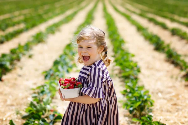 Küçük mutlu kız yazın, güneşli bir günde organik böğürtlen çiftliğinde çilek toplayıp yiyor. Çocuk yardım ederken eğleniyor. Çilek tarlasında çocuk, olgun kırmızı böğürtlen. — Stok fotoğraf